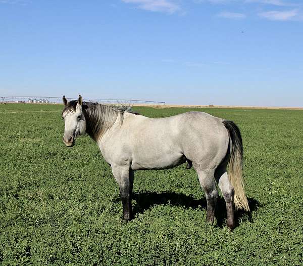 grey-heel-horse
