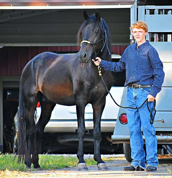 paso-fino-horse