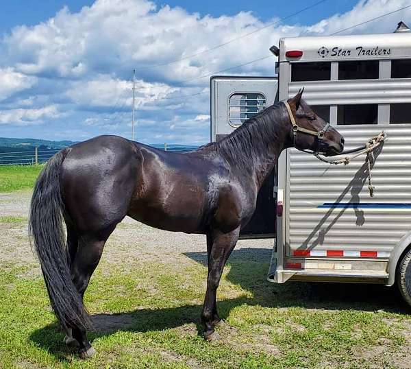 aqha-black-stallion-horse