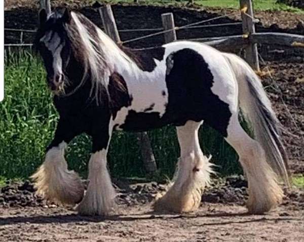 gypsy-vanner-stallion-at-stud-horse