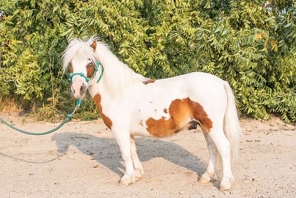 miniature-paint-horse-for-sale