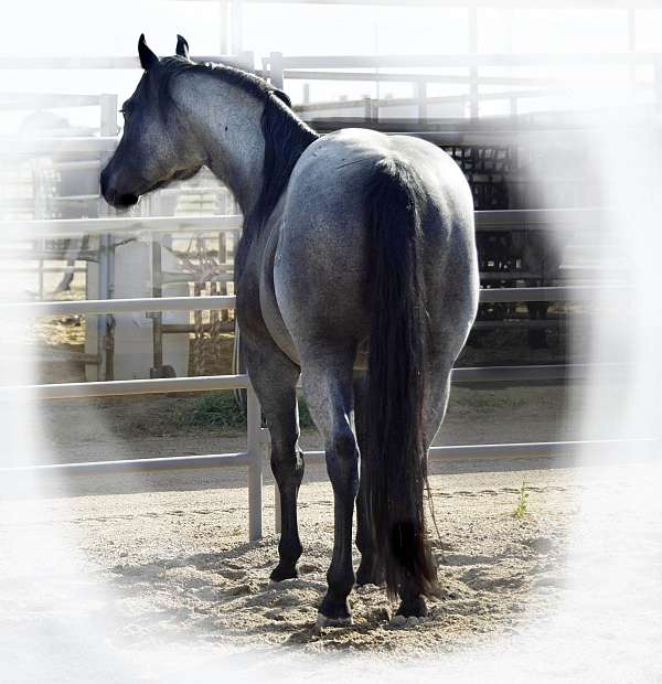 blue-roan-quarter-pony