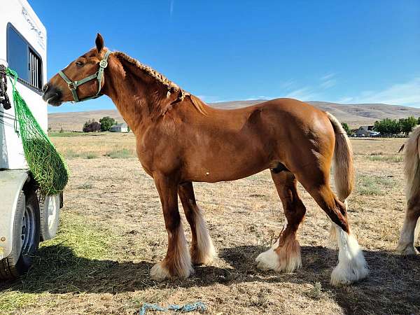 red-gypsy-vanner-horse