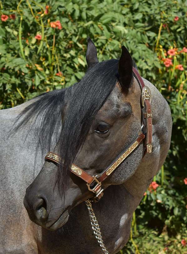 california-quarter-horse