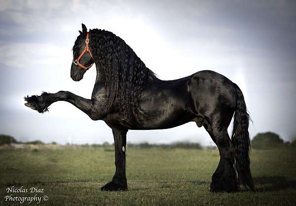 rodeo-friesian-horse