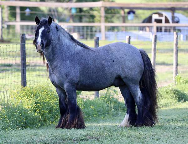 blue-roan-gypsy-vanner-stallion