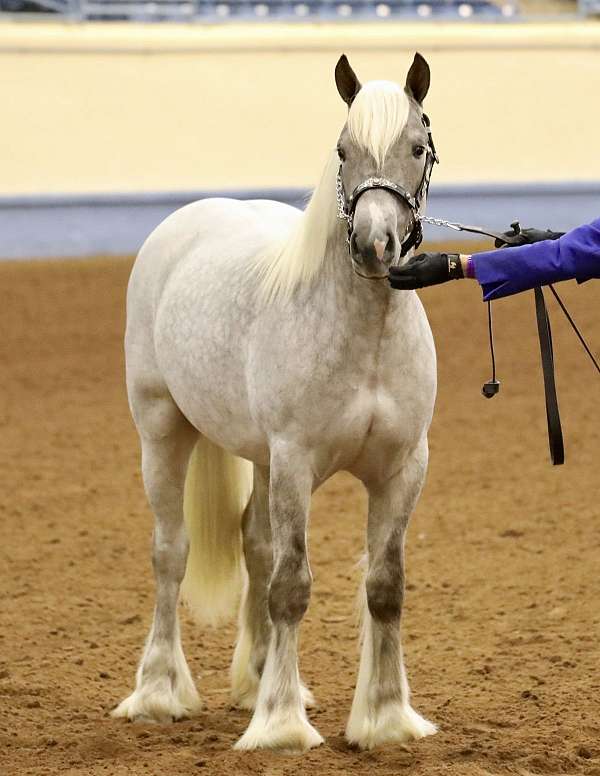 ghra-gypsy-vanner-stallion