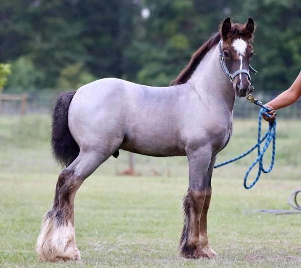blue-roan-gypsy-vanner-horse