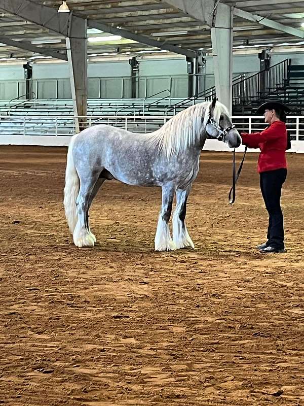 ghra-gypsy-vanner-stallion