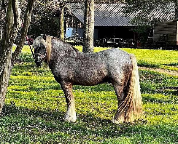 ghra-gypsy-vanner-horse