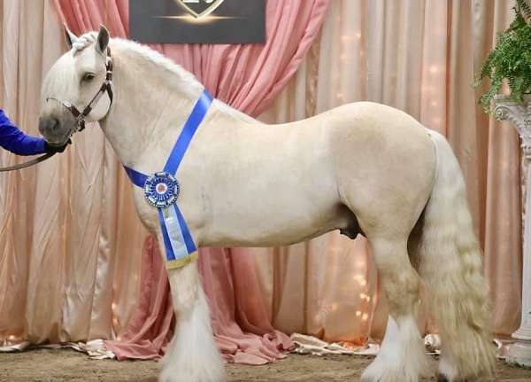 blue-roan-gypsy-vanner-horse