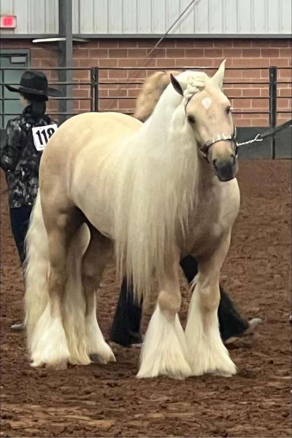 blue-roan-gypsy-vanner