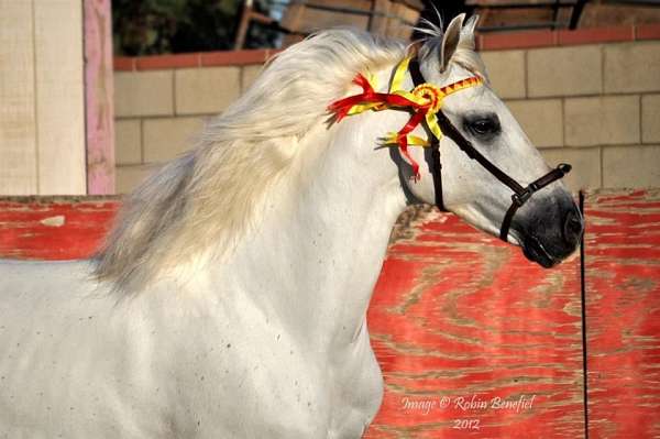 breeding-stallion-andalusian-horse