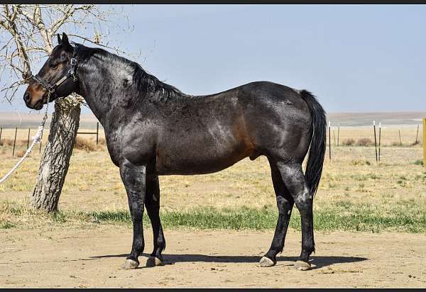 bay-roan-horse-for-sale