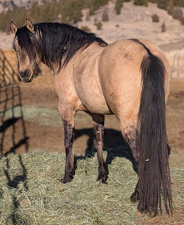 dunskin-no-markings-horse