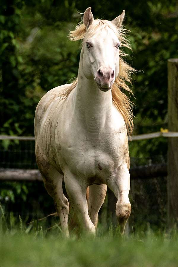 quarter-pony-stallion