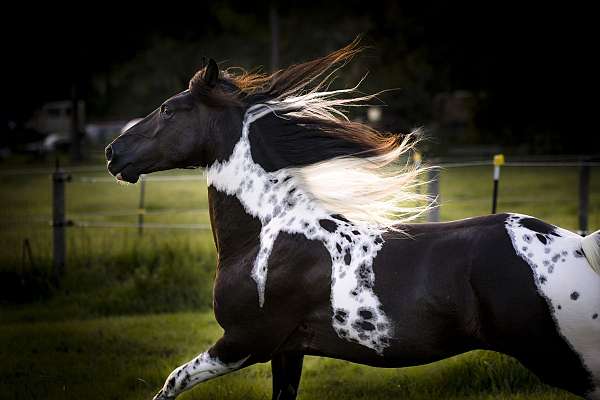 all-around-spotted-saddle-horse