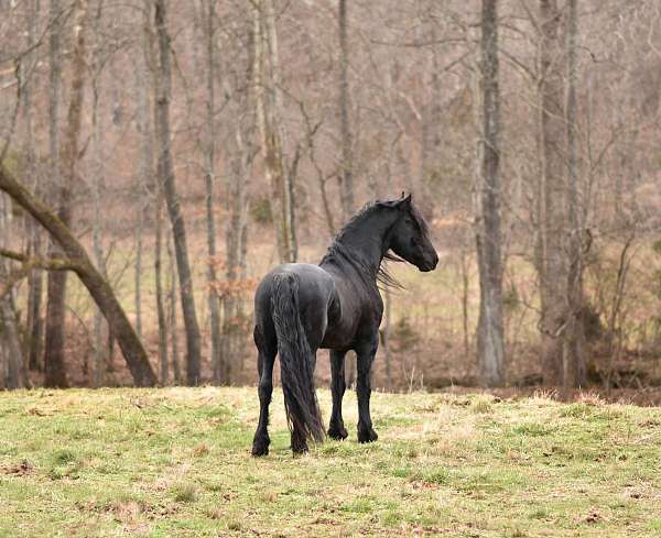 eventer-horse