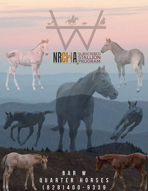 primitive-markings-horse