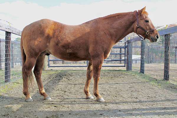 doc-bar-stallion