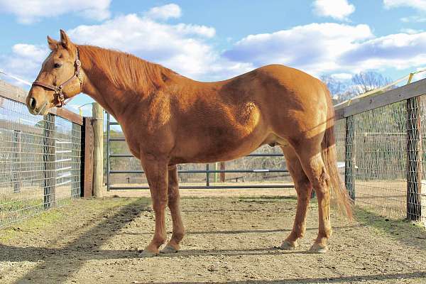nrcha-horse