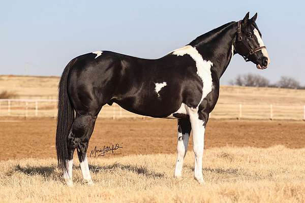 black-white-tobiano-horse