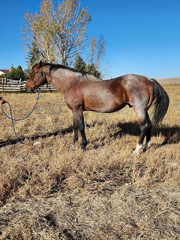 roan-horse-for-sale