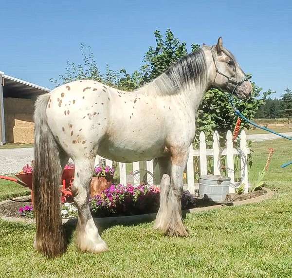 dun-gypsy-vanner-stallion