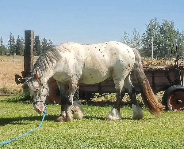 13-hand-gypsy-vanner-stallion