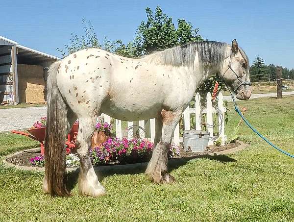 dun-gypsy-vanner-for-sale