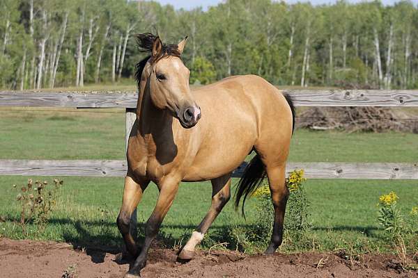 buckskin-dun-horse-for-sale