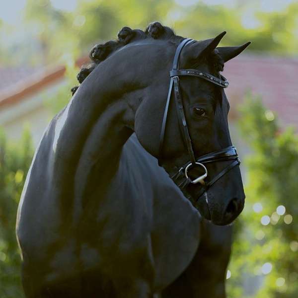 dressage-stallion-hanoverian-horse