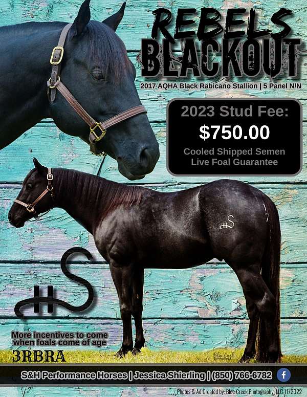 black-incentive-fund-horse