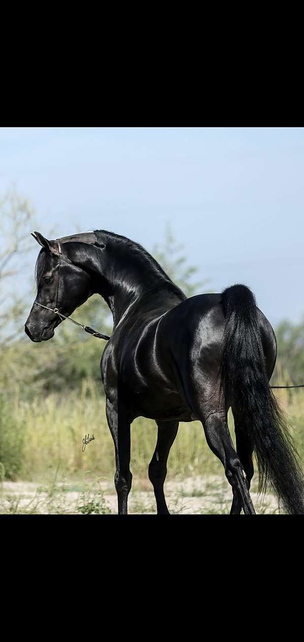 arabian-stallion