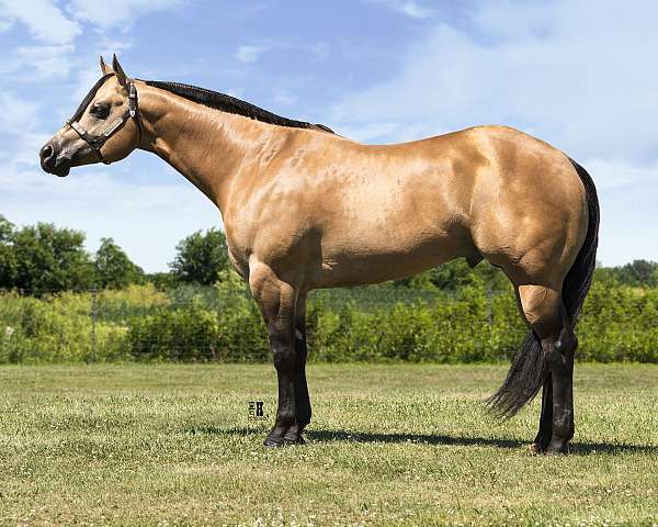 aqha-ibha-abra-stallion