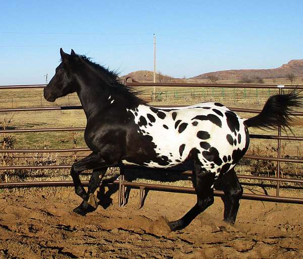 black-blanket-spots-horse