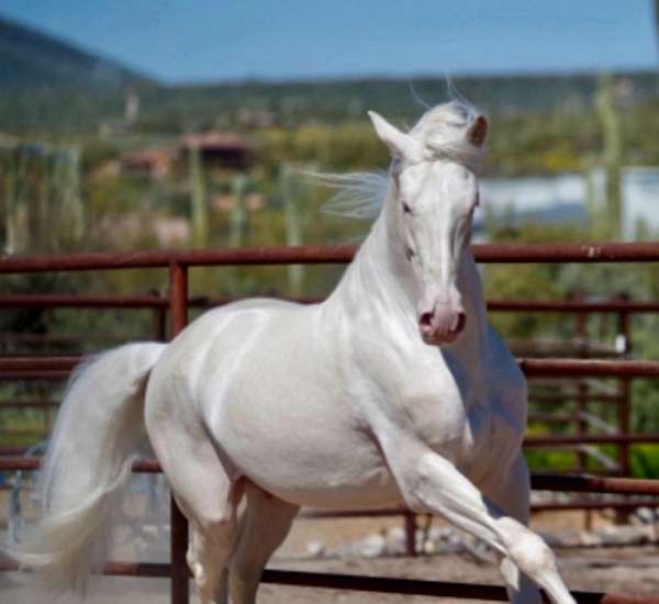 cremello-andalusian-stallion