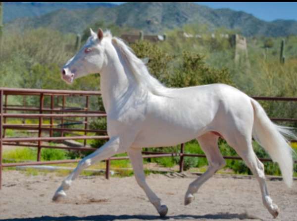 cremello-ancce-horse