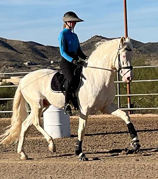 started-under-saddle-stallion