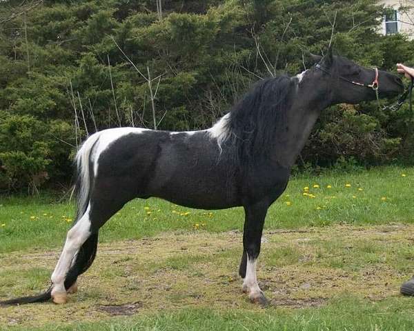 pinto-black-tobiano-horse