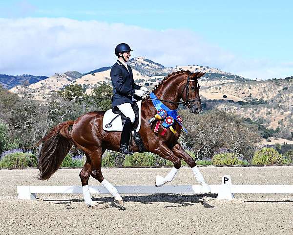 chestnut-white-socks-star-horse