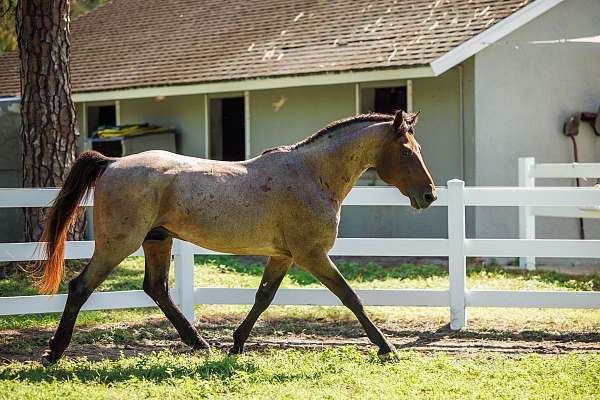 roan-knabstrupper-stallion