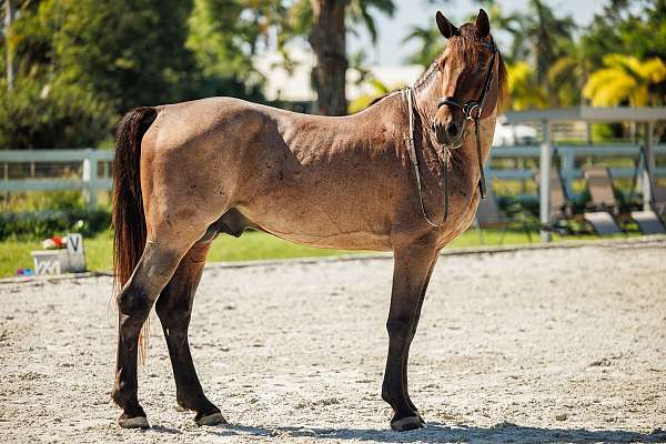 roan-zfpd-stallion