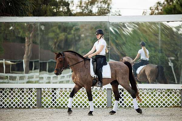 baroque-knabstrupper-horse