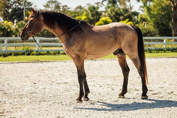 classical-knabstrupper-horse