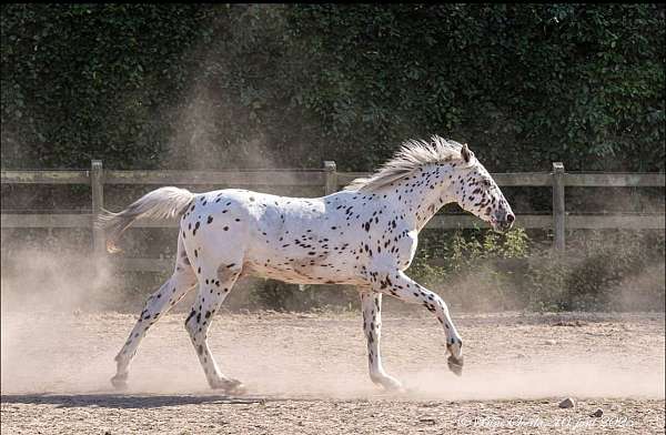 roan-zfpd-stallion