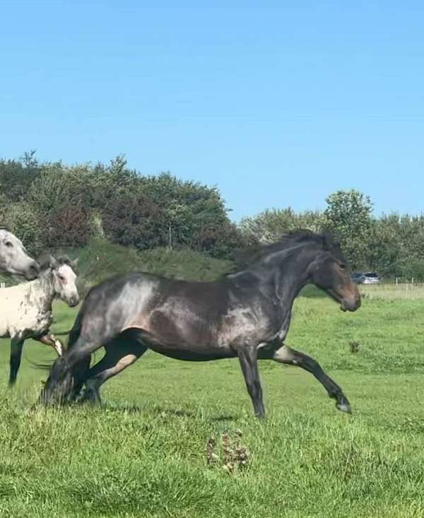 roan-dressage-horse