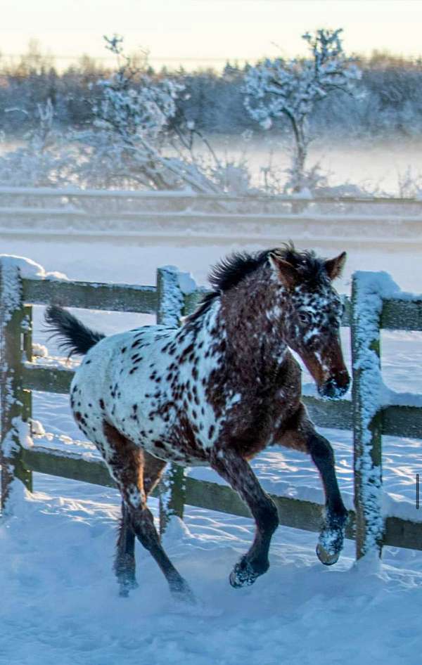 classical-stallion