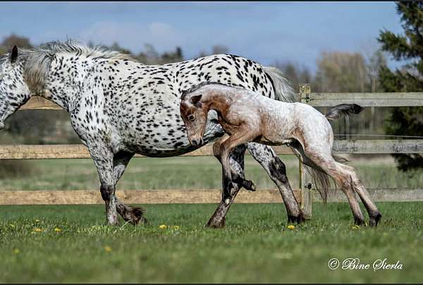 roan-dressage-horse