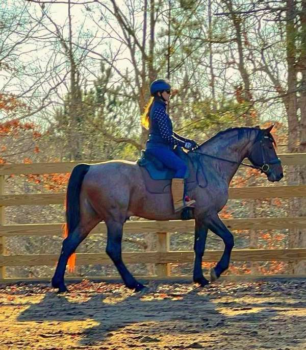 roan-color-producer-horse